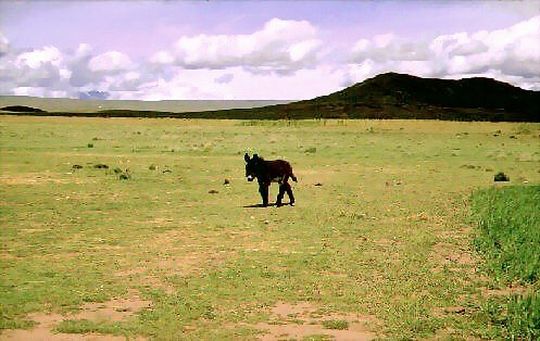 Donkey of the Altiplano