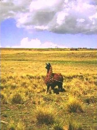 Llama of the Altiplano