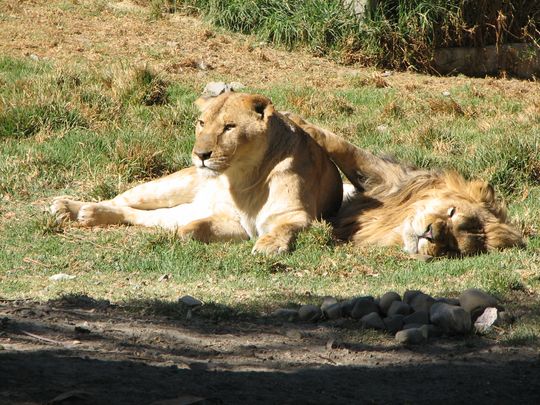 Lion et lionne au repos