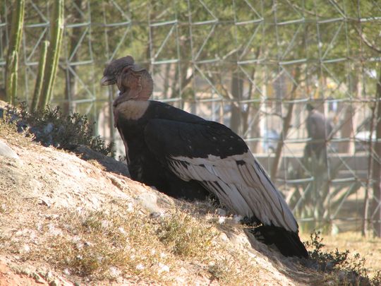 Condor des Andes - Vultur gryphus