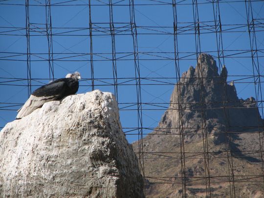 Cndor de los Andes - Vultur gryphus