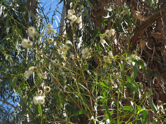 Eucalyptus in blossom