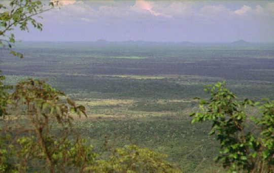 Vue panoramique sur la jungle