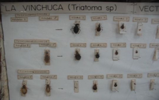 Vinchuca at different stages of development