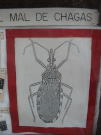 Vinchucas vecteurs de la maladie de Chagas