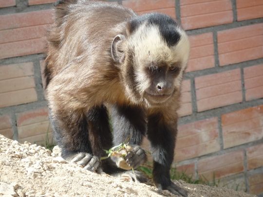 Tamed Capuchin monkey