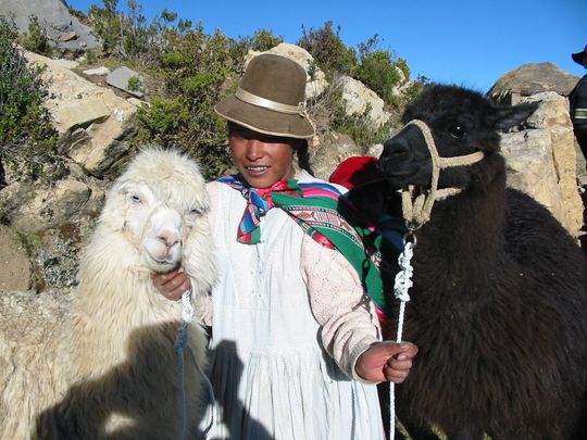 Cholita and alpacas