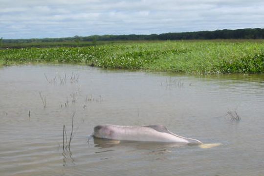 Cadavre d'un dauphin rose chou