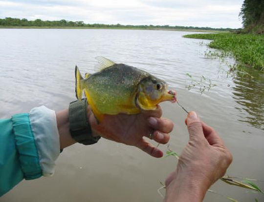 Yellow piranha