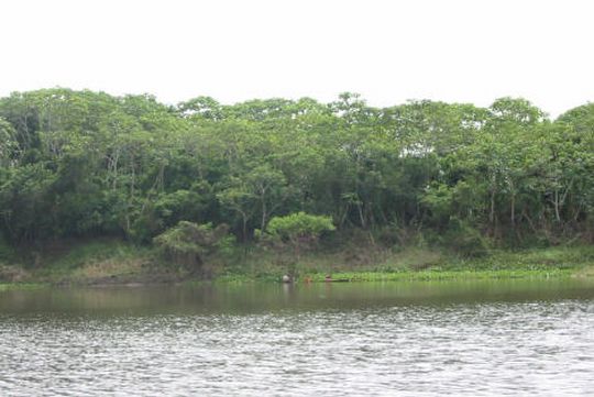 Rivire borde par la fort amazonienne