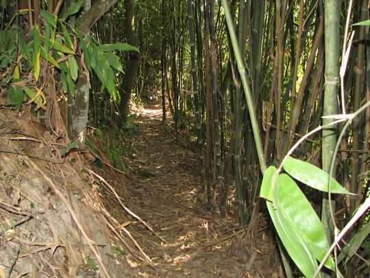 Bosque de bamb