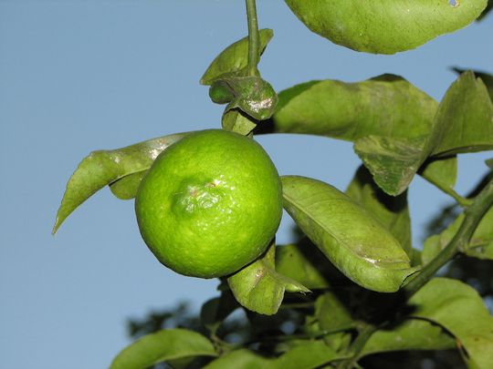 Citrus varieties: Limn