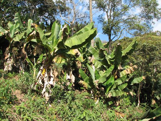 Plantation de bananes