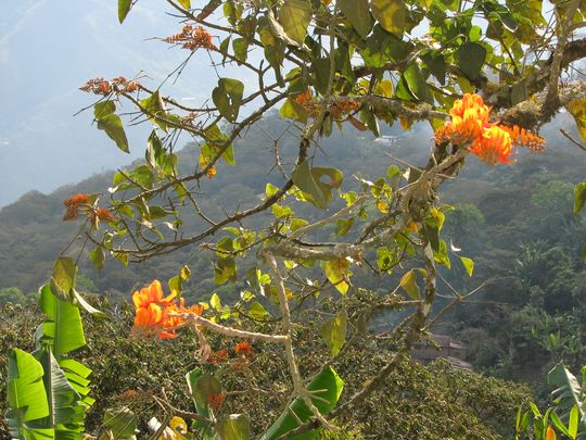 Flores de seibo (ceibo, o framboyanes)