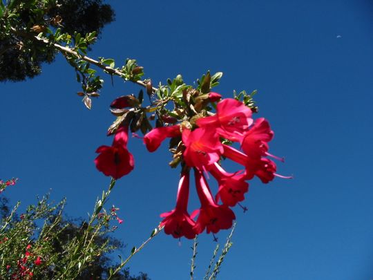 Fleurs de kantutas, emblme national bolivien