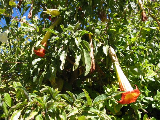 Floripondio - Brugmansia versicolor