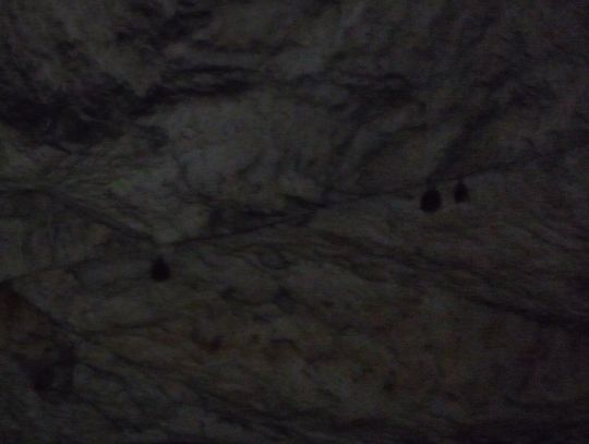 Bats hanging from the ceiling of the cave