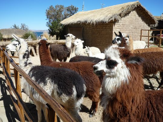Llama and alpaca park