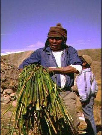 Cosecha de totoras en la isla de Kalahuta