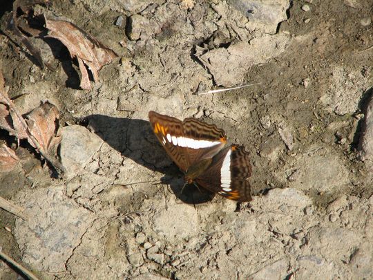 Papillon des Yungas