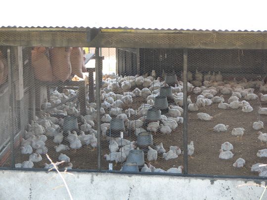 Chicken farm near Coroico